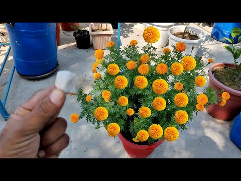 वीडियो: फूल कैसे दें