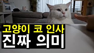 고양이 코 인사 진짜 의미 ㅣ우리가 몰랐던 고양이 세계 #1