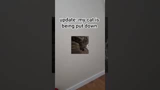 he had fluid in his lungs... #sad #cat #sadshorts #sadtok #vet #update