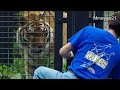 おとなしく作業を見つめる　アムールトラのタツオ~Amur Tiger