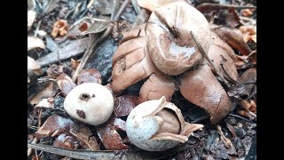 TimeLapse Astraeus hygrometricus o \