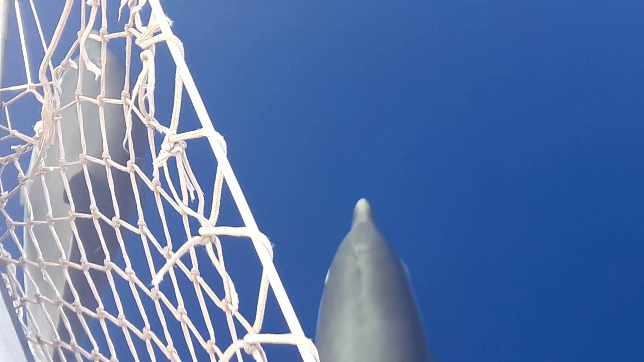 24/07/17 Delfines en travesía Mallorca-Vilanova