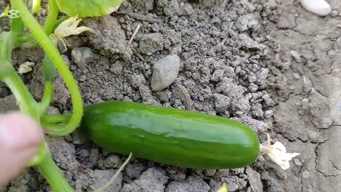 Haqiqiy josuslik onlayn jinsiy aloqa