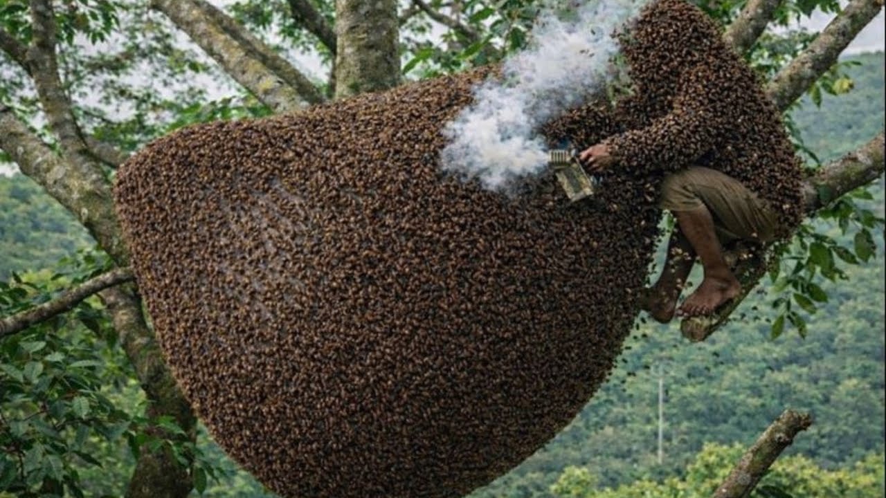 Traditional Wild Bee Hunting – Calm Hands in a Dangerous Moment