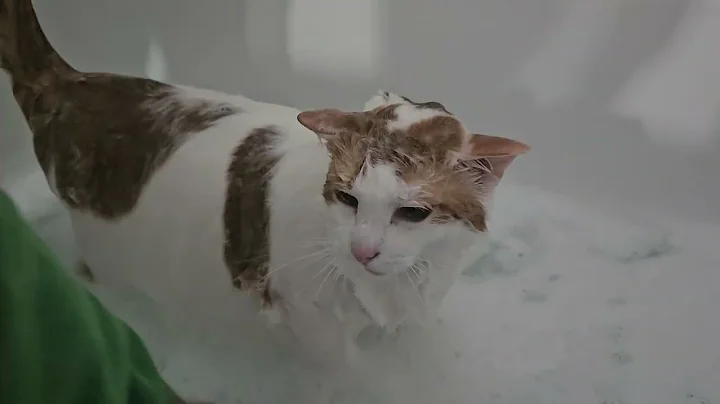 Video 9664091: cat turkish, cat bath, love bath