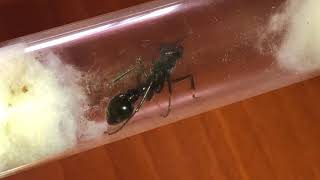 Nouvelle Espèce Et Redémarrage Iridomyrmex Purpureus