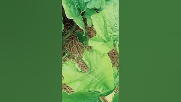 Lenovo Tab P11 camera video clip sample