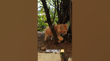 Python-variabelen: meer dan op het eerste gezicht lijkt