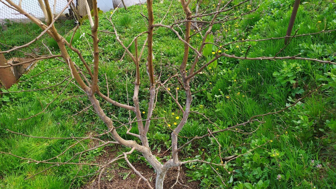 Обрізка кудранії та чи потрібна вона взагалі