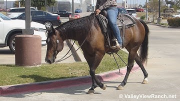 Outwest Peppy George - riding in town! - ValleyViewRanch.net