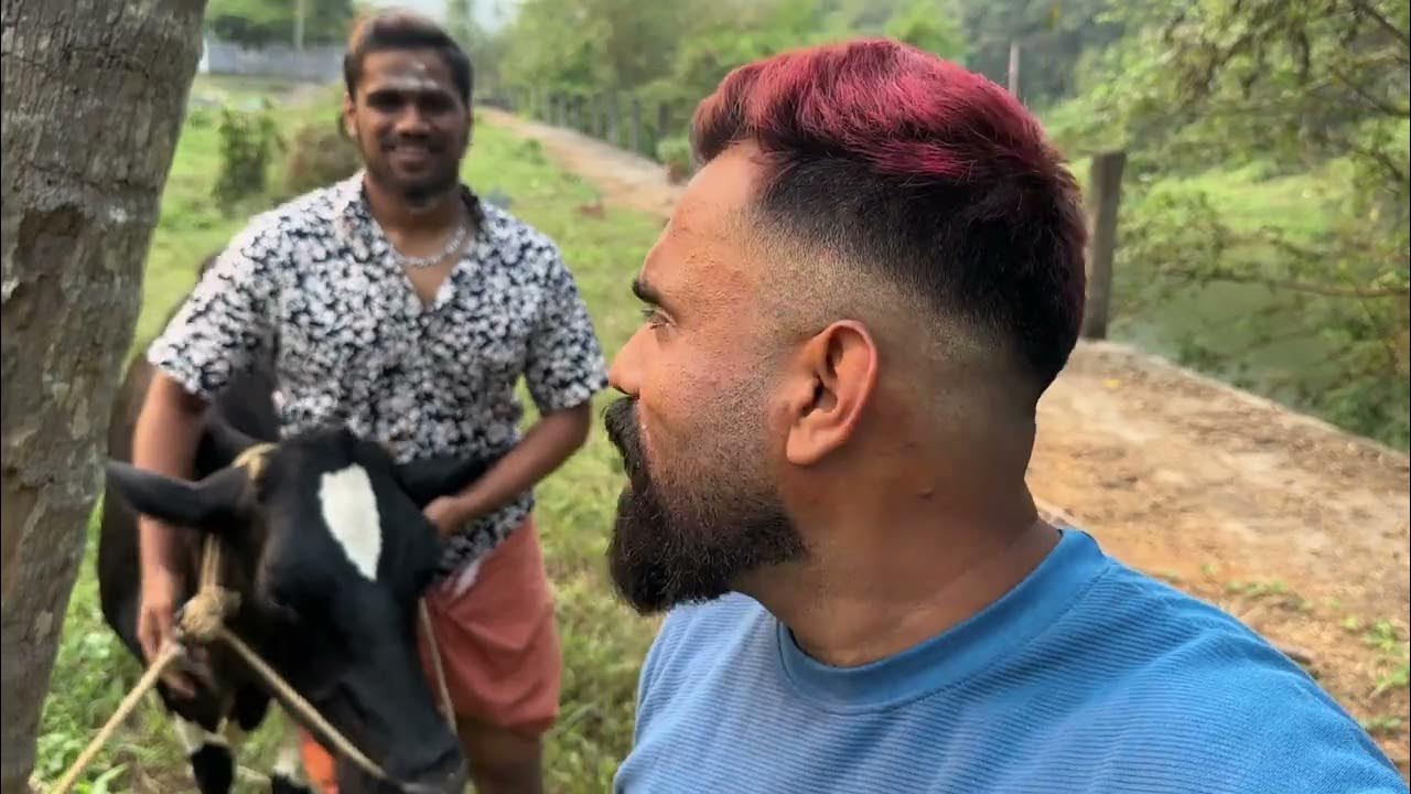 Valentine's Day Cow For Rent YouTube