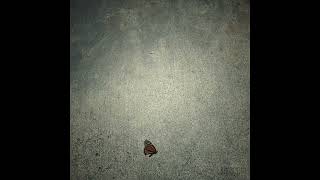 Ben Shim - Baby I Would Do Anything