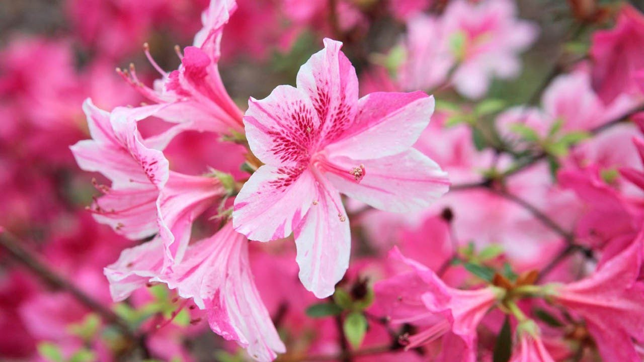 9 Flowers That Make a Picturesque Garden with Very Little Effort