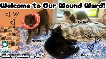 MEET THREE SPECIAL COMMUNITY CATS: Operation Catnip of Gainesville