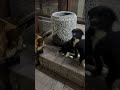 Нянька😅