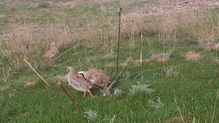 охота на кеклик Спартак