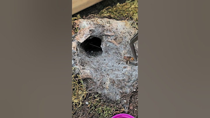 What's gonna come out of that hole? #tarantula #Ephebopus #murinus #skeleton #spider #hole #shorts