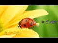 Точки это возраст ???  "Миф или Правда "! Ladybug