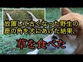 古い野生の鹿の角を犬に与えた結果、草を食べた