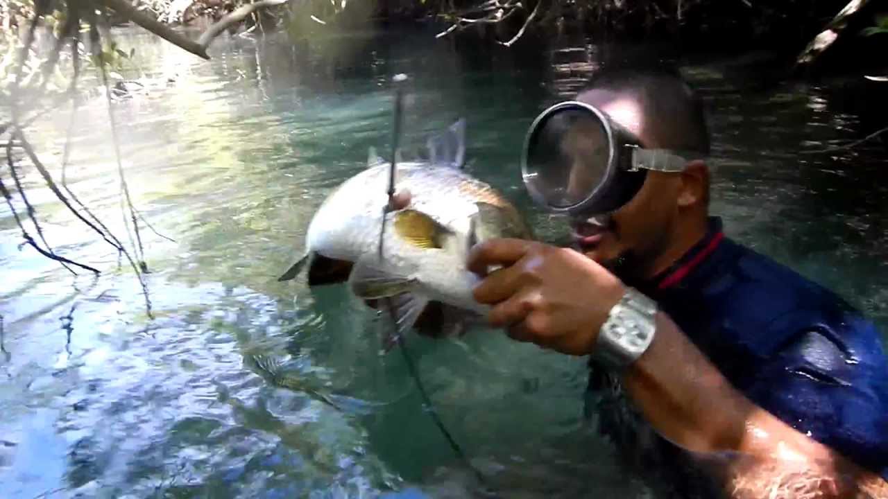 spearfishing for barra in weipa YouTube