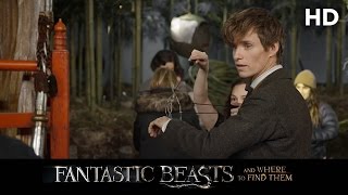 Fantastic Beasts and Where to Find Them (2016) Bowtruckle and