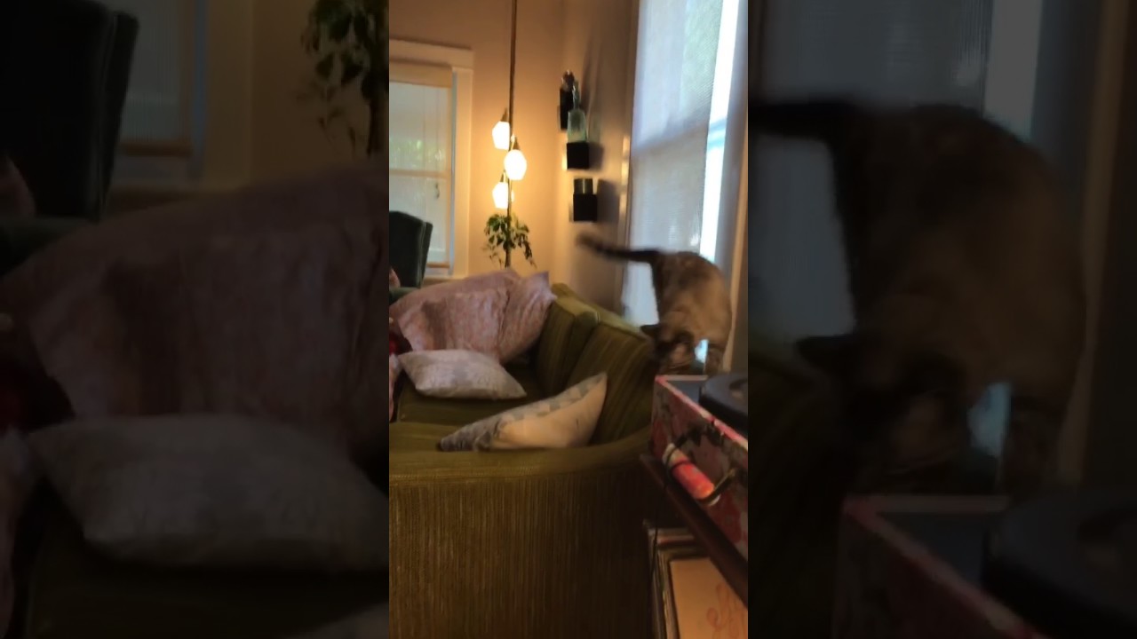 Air Mattress Cat YouTube