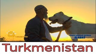 One day with Turkmen shepherd and his helper