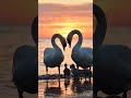 Adorable Cygnets and Swan Parents #wildlife #nature #birds #4k #viral #shorts