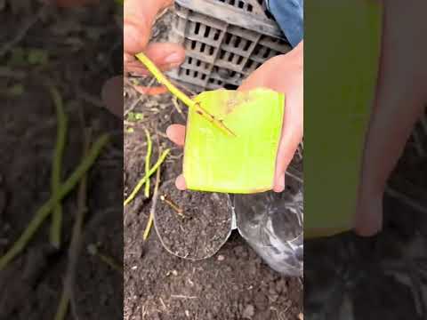 Video: Cultivo de plantas de jarra a partir de semillas - Aprende a plantar plantas de jarra a partir de semillas