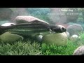 My // Aquarium // Update #myvlog #shortsvideo #dk