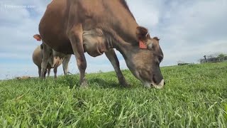 Second type of bird flu detected in US dairy cows