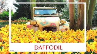 calm journey into the realm of beautiful daffodil flowers, abandoned Citroën 2CV and daffodil tour