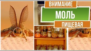 Осторожно пищевая моль ❗ Как навсегда избавиться от пищевой моли