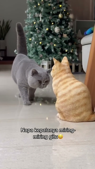 Prank kucing dengan patung kucing 🤣 - Zac kena prank!