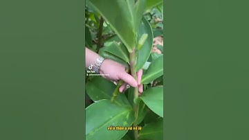 cây mía dò vị thuốc quý cho bệnh sỏi thận