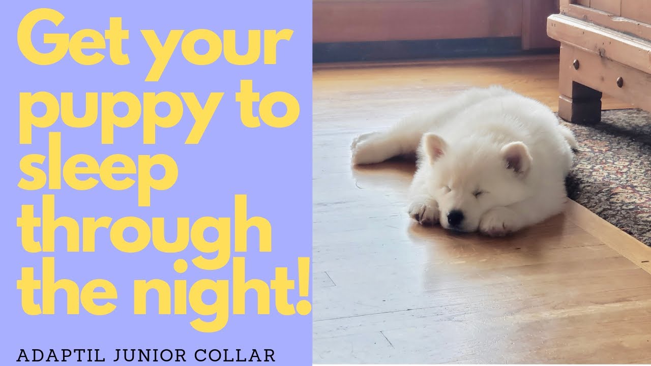 How to get your puppy to sleep through the night! YouTube