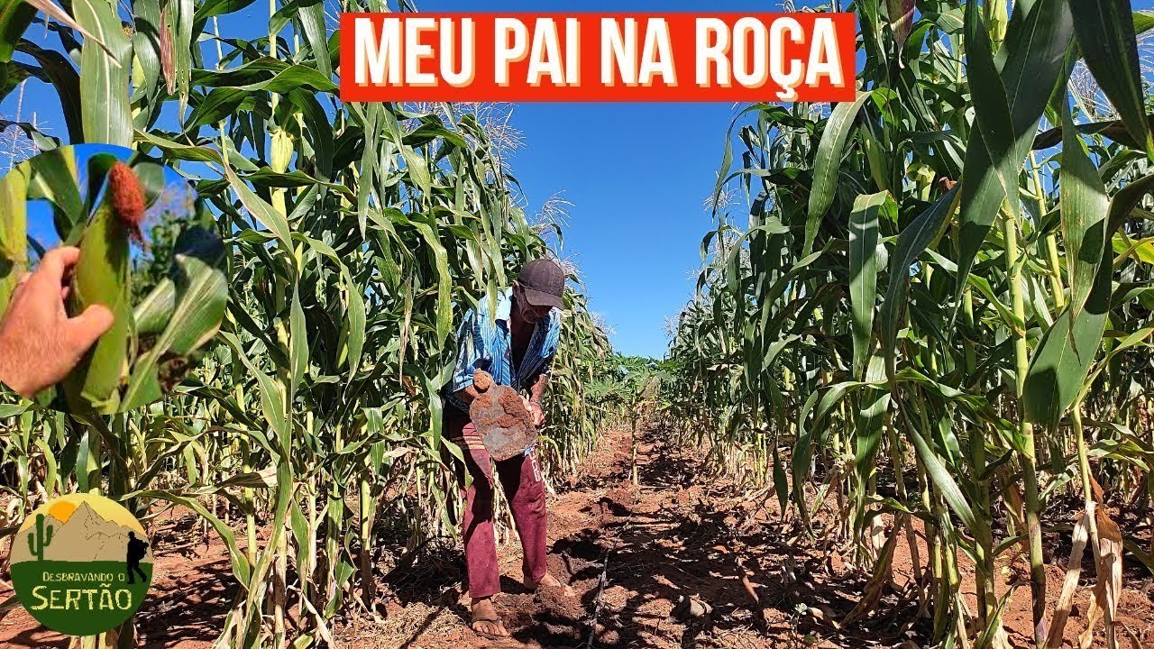 MEU PAI E SUA BELA ROÇA DE MILHO NO SERTÃO - YouTube