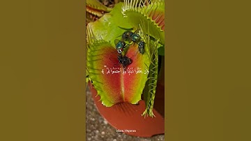 سورة الحج بصوت الشيخ ياسر الدوسري