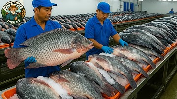 Bên Trong Nhà Máy Khổng Lồ Ở Trung Quốc Nơi Hàng Triệu Con Cá Rô Phi Được Nuôi Và Chế Biến Mỗi Năm