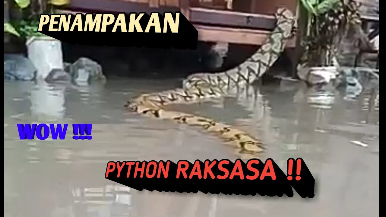 PENAMPAKAN ULAR PYTHON RAKSASA || Wow gak di sangka berubah jadi ikan ...