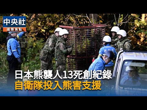 日本熊襲人13死創紀錄 自衛隊投入熊害支援