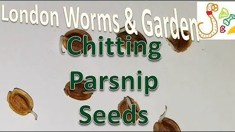 Chitting Parsnip Seeds