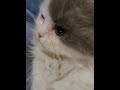 Pets emotions pets reaction pets crying shorts youtubeshorts pets