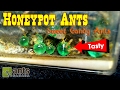 Sweet candy ants  honeypot ants  ant love contest 2017