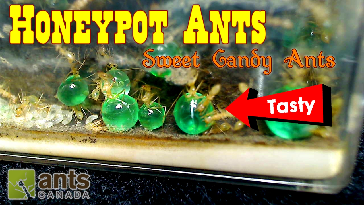 Colored honeypot ants