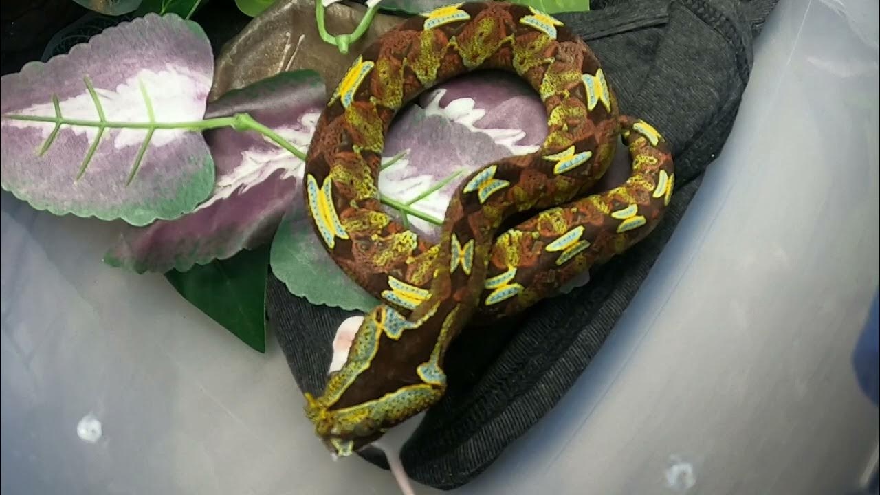 Rhino Viper Predation!!! (Live Feeding!) YouTube