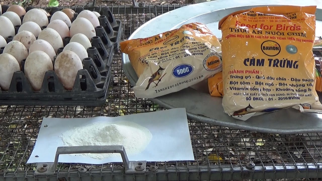 Cách Chộn Trứng Với Cám Ba Vì Rành Cho Chòe Than & Họa Mi Mộc.