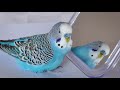Budgie sounds for lonely Budgies at home