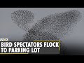 Unusual bird spectacle in Northern California | Bird spectators flock to parking lot | World News