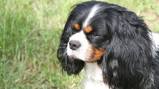 How to deal with Cavalier King Charles Spaniel s excessive barking?